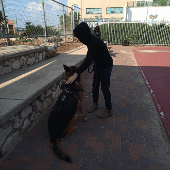 דוגברמן אילוף כלבים וכלבנות טיפולית